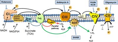 Capsule Enlargement in Cryptococcus neoformans Is Dependent on Mitochondrial Activity